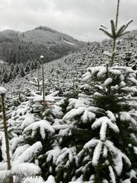 Weihnachtsb&auml;ume-im-Schnee
